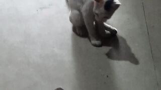Cute Cat 33