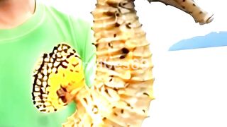Giant Seahorse Caught on Camera