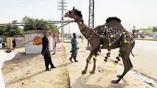 eid ul adha 2k25
