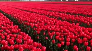 Red Tulip