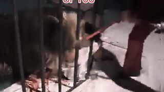 Lion bite human