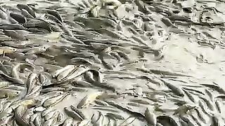 Alot of fish