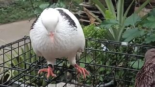 Senematic.Merpati cantik dan bagus