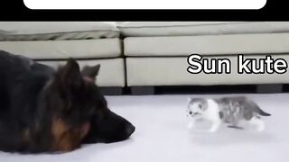 Funny Dog 21