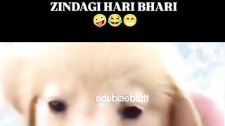 Funny smiling dog