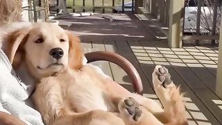 Funny dog talks