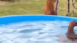Funny Monkey in pool