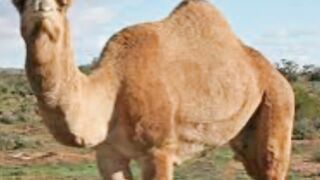 الاعجاز العلمي في القرءان والسنة 18