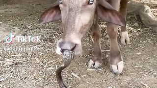 interesting video full watching