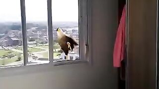 Smart bird 2