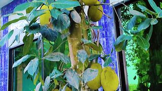 আমাদের গাছের কাঁঠাল