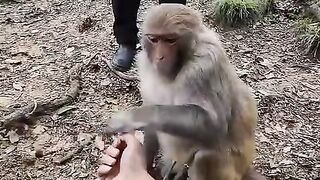 Monkey Fun Video