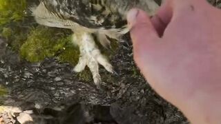 burung hantu yang penurut
