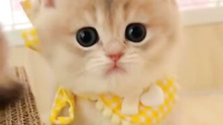 cute animals 11