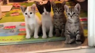 The Four Brothers