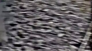 Funny Video 379