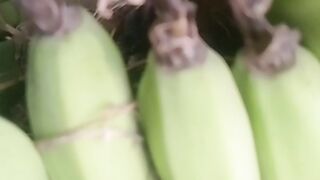 Baby birds in Kilo's garden
