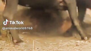 full video 310