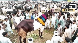 Duniya ka sabse bada janwar