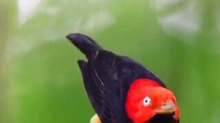 Bird dance 4