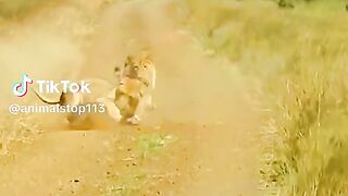 animal top1 video full watching