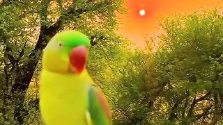 Little children video