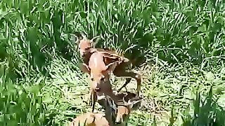 Discovery of a baby deer