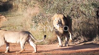 singam images