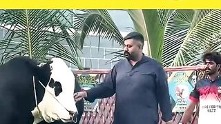 Eidul zuha