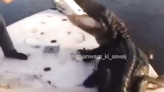 Funny Animal 24