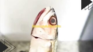 Kucing biasanya doyan ikan