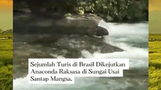 ???? Detik-detik mengejutkan! Turis di Brasil melihat anaconda raksasa menampakkan diri usai menyantap mangsa. Ukurannya bikin merinding! ????????