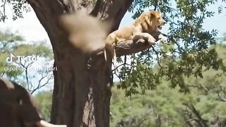 full video 311