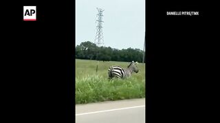 Pet zebra gets loose in Christiana, Tennessee.
