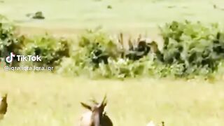 full video 312
