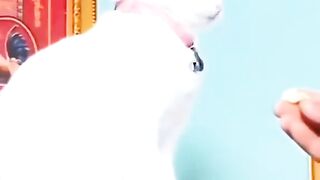 Funny Video 419