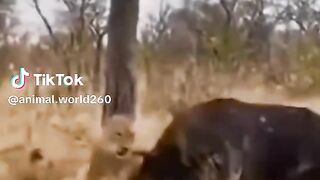 full video watching 28