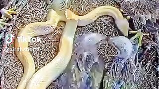 full video watching 29