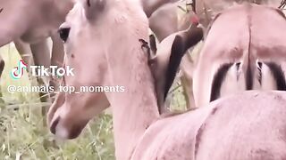 full video 313