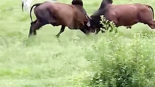 full video 315