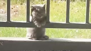 Sad cat 4