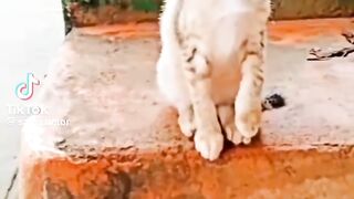 Funny video viral video 3