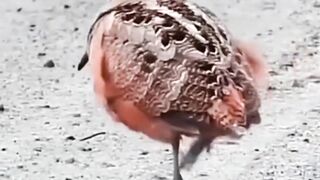 Bird dance 5