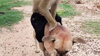 Monkey and dog fighting 2