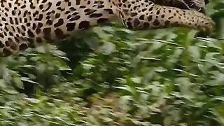 Tiger attack crocodile