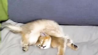 Cute Cat 35