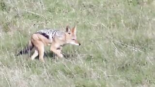 jackal. 2