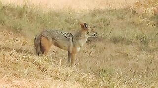Jackal