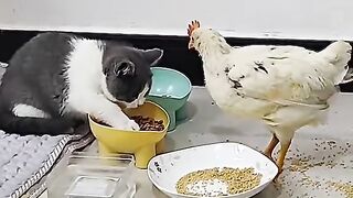 Vidéo animale