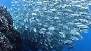 So many fish down there